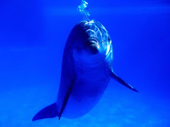 dolphin bubbles