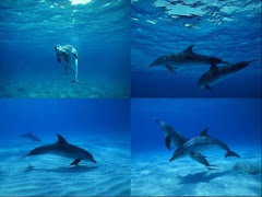 dolphin quarter