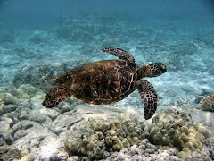 turtle reef