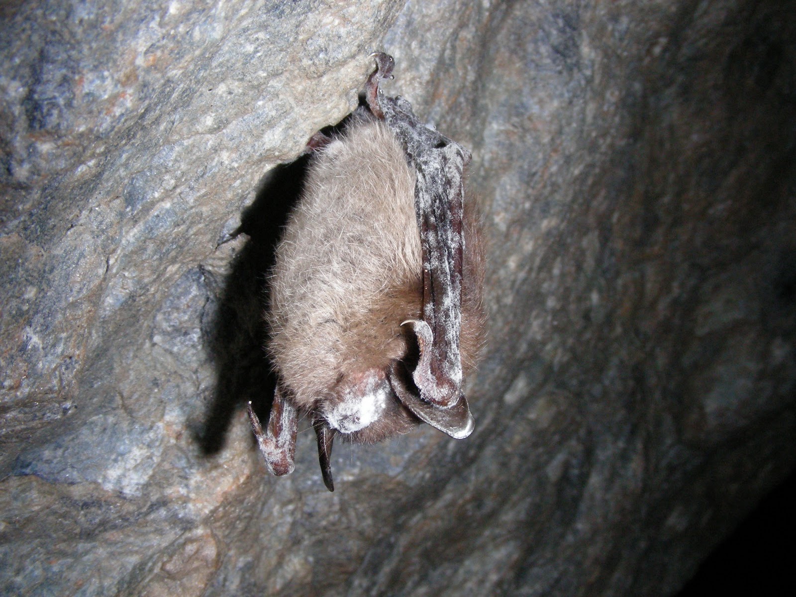 Bats Fight Frightening Disease Endangered Species Coalition