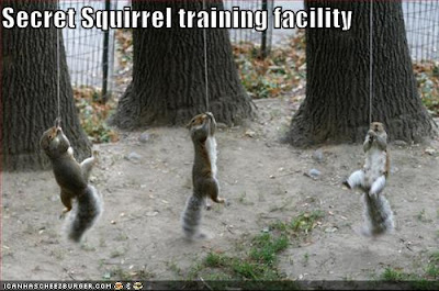 Funny Squirrel Memes - Secret Squirrel Training Facility - via Devastate Boredom
