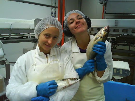 Las chicas que destripaban pescados conmigo en la fish factory