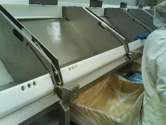 Más de mi nuevo trabajo en la fish factory de Tauranga