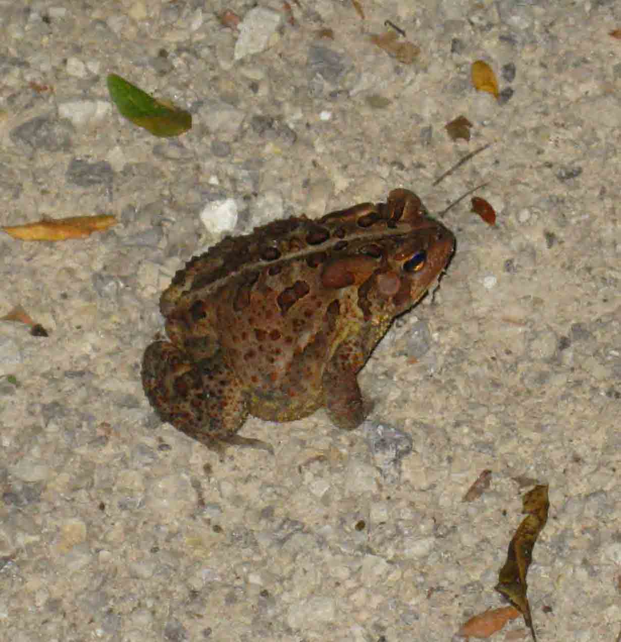 Toad Toad