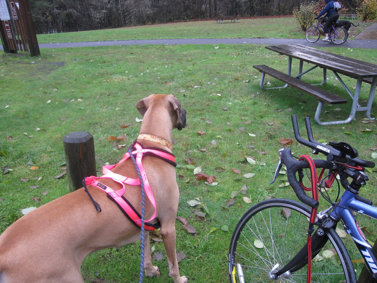 Life With Big Dogs! Bikejoring Outing!