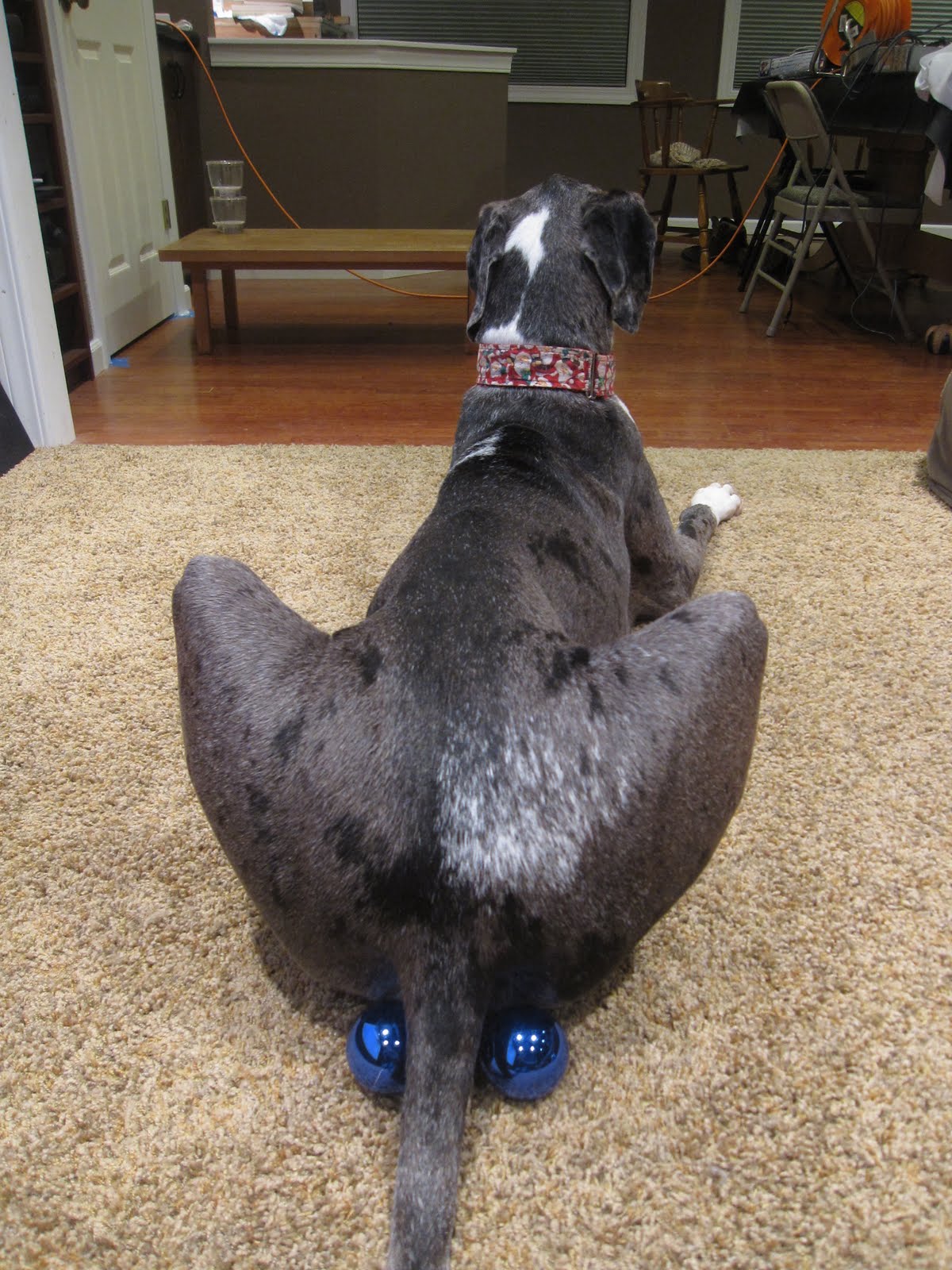 Life With Big Dogs! Blue Balls?