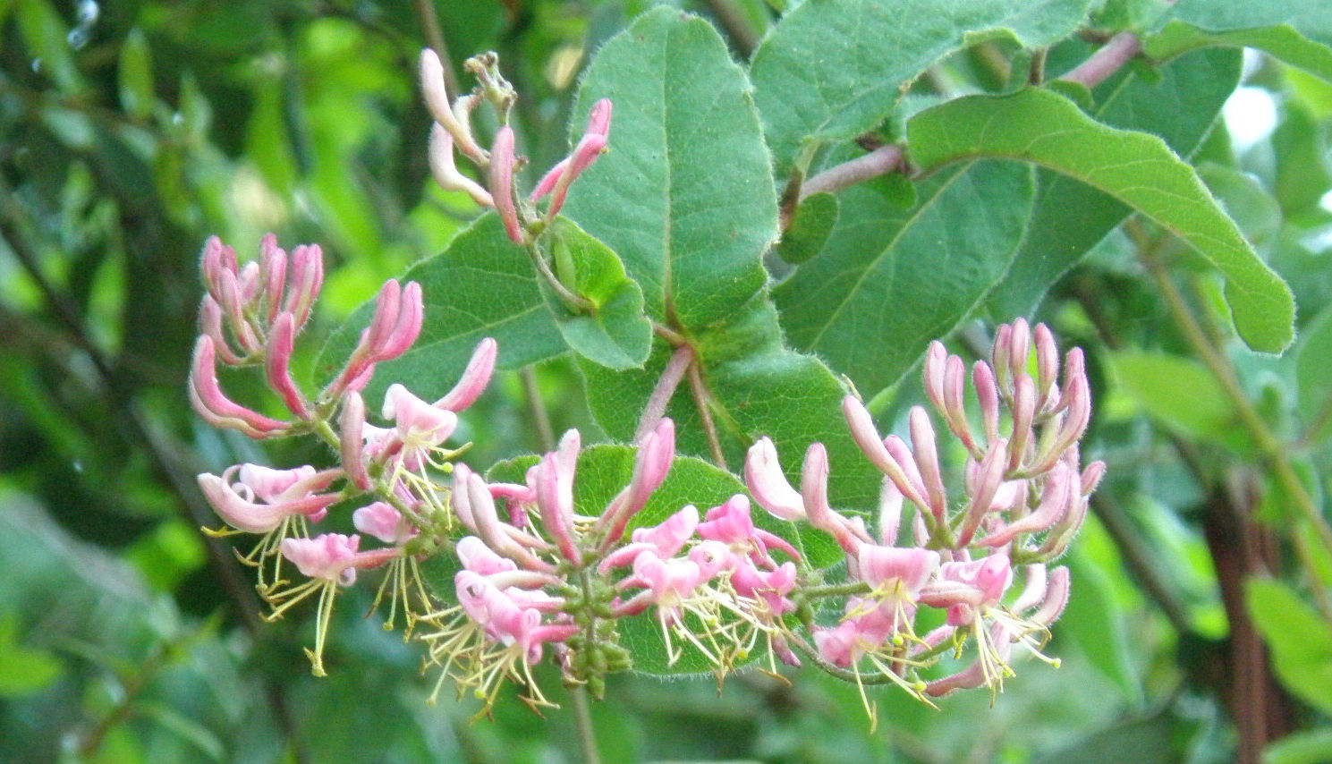 Hairy Honeysuckle - Propagation of Lonicera Hispidula var. vacillans.