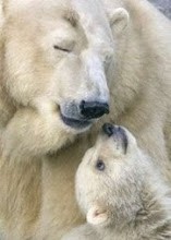 Polar mother and cub