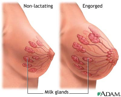 Can A Woman Produce Breast Milk Without Being Pregnant 33