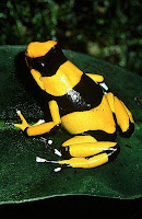 Poison Dart Frogs (Phyllobates)