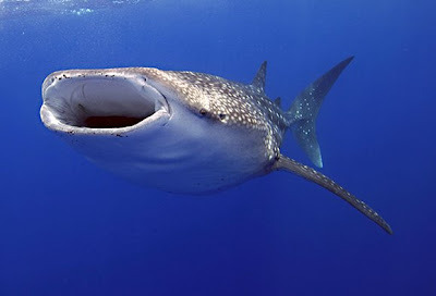 Whale Shark - Biggest fish in the world