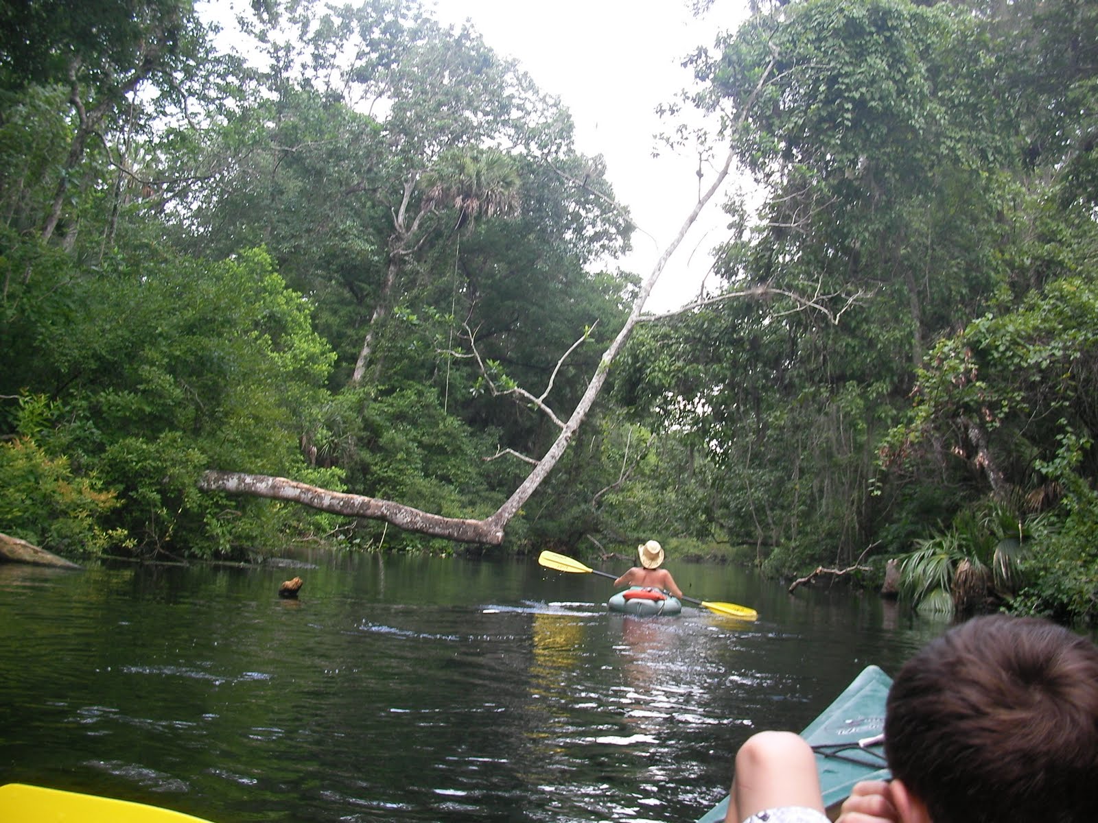 The "Unknown" Florida Kayaking at Wekiwa Springs Apopka, FL