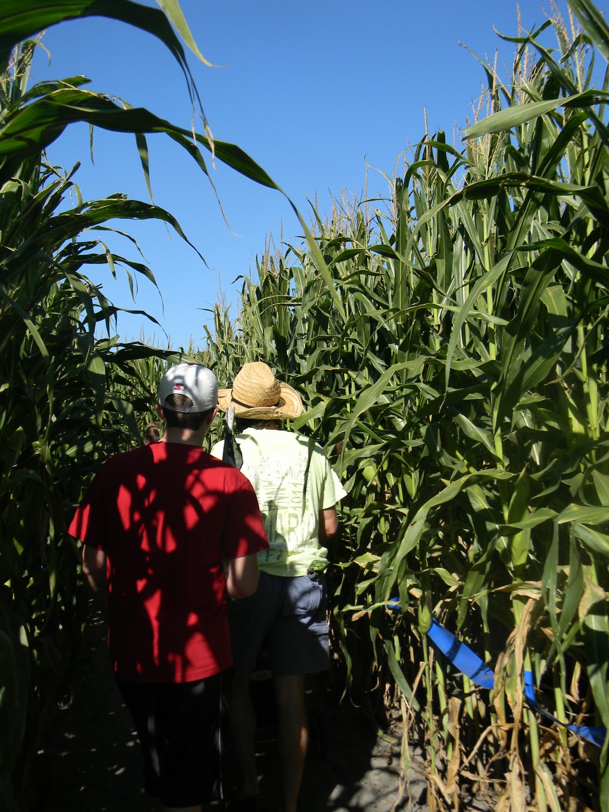The "Unknown" Florida Zellwood Corn Maze Long & Scott's Farm