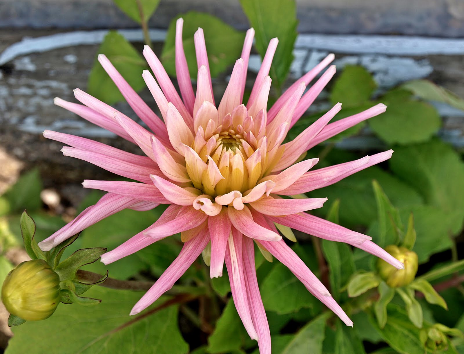 Anita Thomhave Simonsen: georgine i fuld blomst....