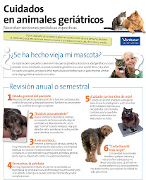 Cuidados geriatricos del perro y gato