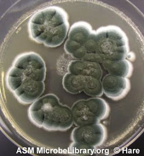 Kami-Ube Pediatric Clinic: Penicillin producing mold