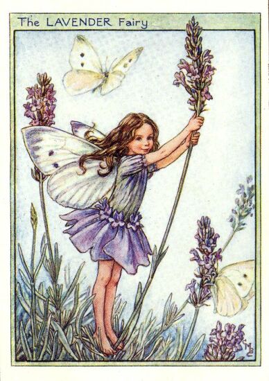 Lavender Fairy