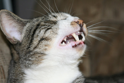 Sneezing-Cat