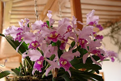 Nuestras Orquídeas