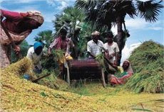 ။ Ashulia, 22 May :