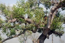 န Hingalgunj, 28 May :