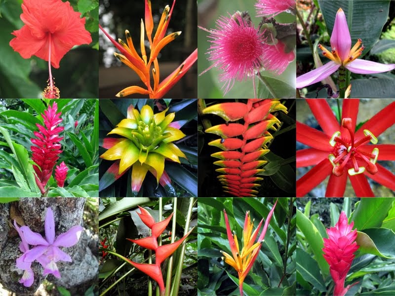 Flores tropicais | Letras em pedaços