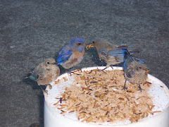 Bluebirds eating favorite food: mealworms
