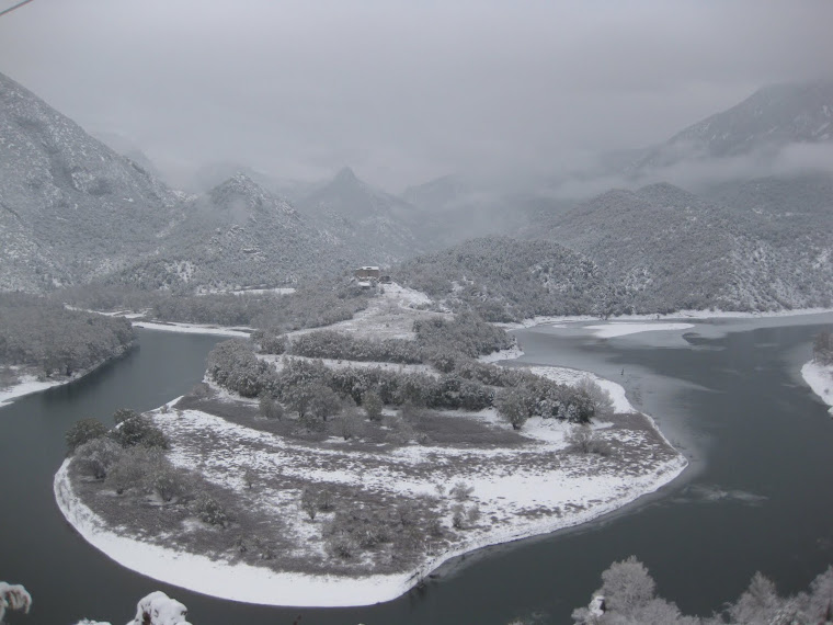 Pujol nevat (Coll de Nargó, 30.11.2010)