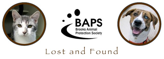 Brooks - Lost and Found Pets