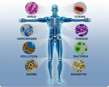 Sistem Imunitas | BIOLOGIPEDIA