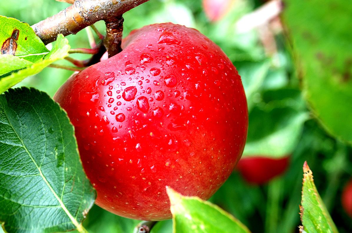 Apel-Malus domestica | BIOLOGIPEDIA
