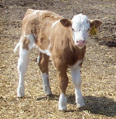 Yellow Spotted Simmental Heifer