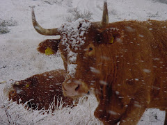 Fauna