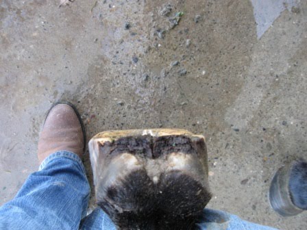 [RF+sole+before.JPG]
