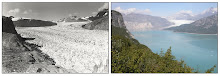 Muir Glacier Vanishes in 63 Years From August 1941 to August 2004