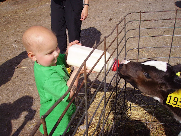 Owen feeds a baby cow