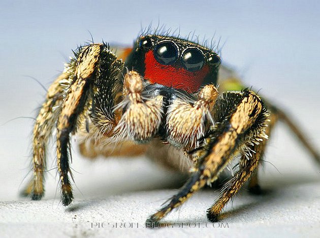 [spider10.jpg]