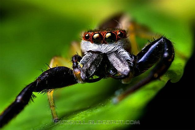[spider05.jpg]
