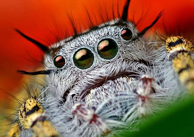 [spider03.jpg]