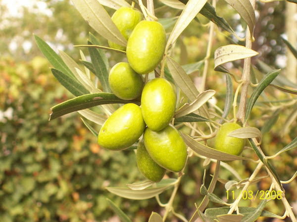 Aceitunas Criollas