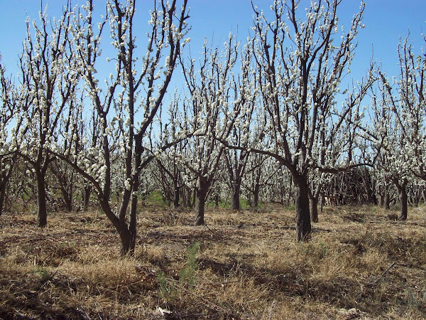 Primavera, ciruelos en flor...