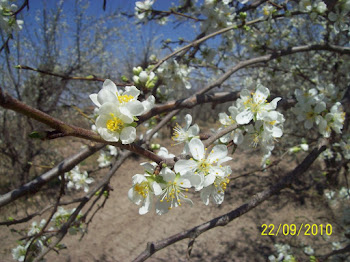 Primavera en la finca