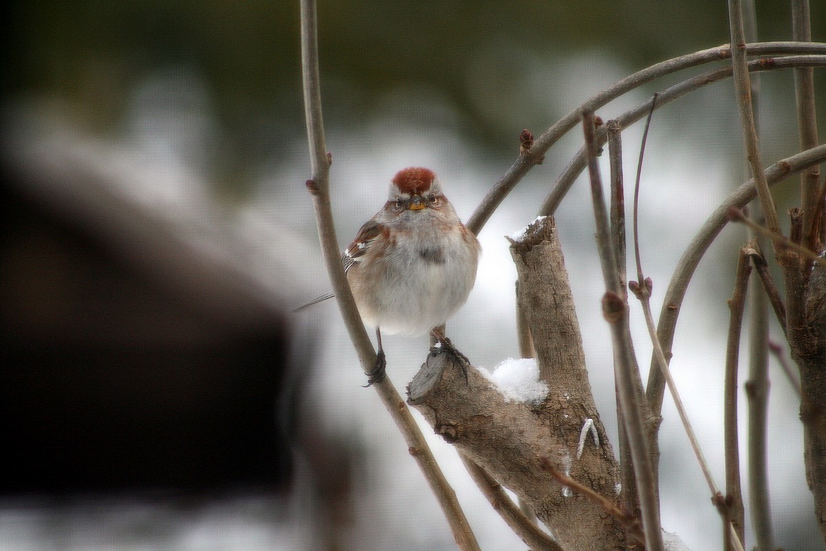 Hearth for Home & Spirit Cold Little Birds 11