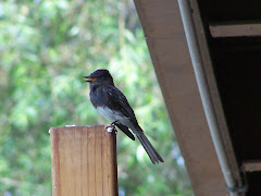 Black Phoebe at Shipley Nature Center