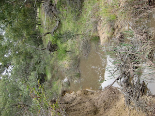 Woodlands Flora Trail & Woodlands Hill - Woodlands Historic Park - Greenvale - Victoria