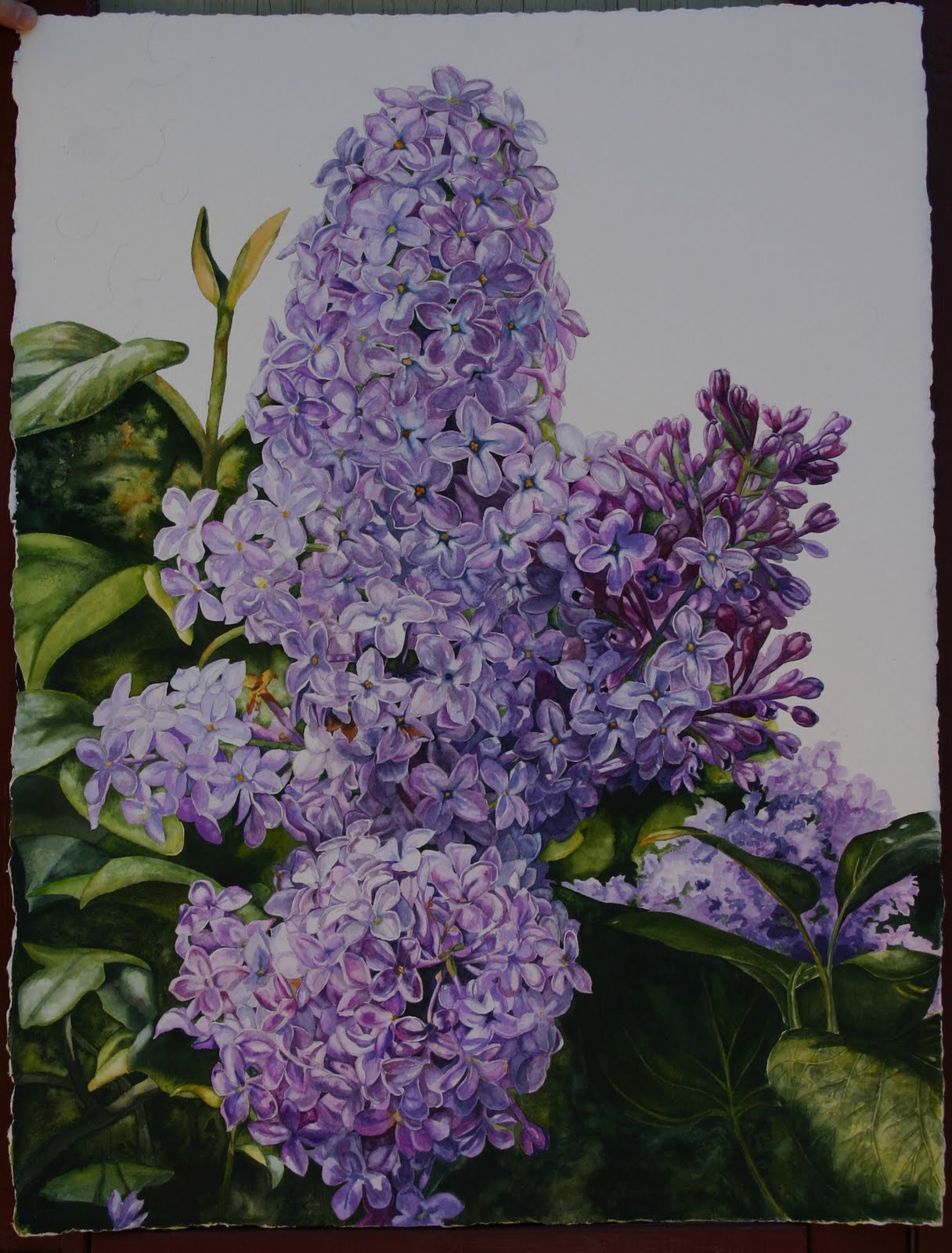 Colorful Life by Helen Shideler More progress on the lilac painting
