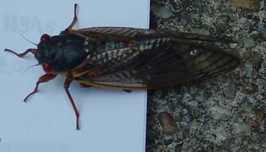 [cicada-photo.jpg]