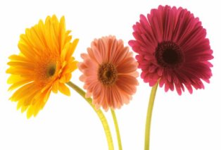 [gérberas.jpg]