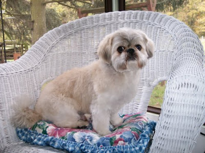  Healthy Dog: Shih Tzu before and after grooming for a short hair cut