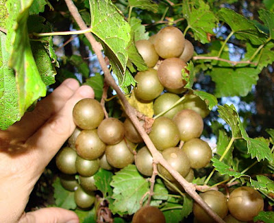 Scuppernong 2024